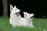 BERGER BLANC SUISSE - ADULTS ET PUPPIES 045